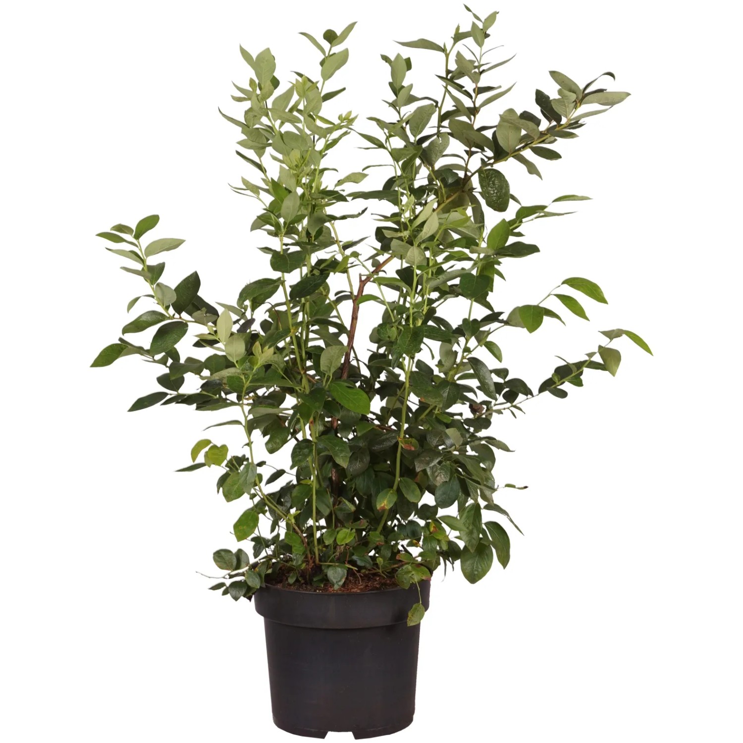 Heidelbeere "Blueray" Höhe ca. 80 cm Topf ca. 10 l Vaccinium corymb.
