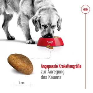 Großer Hund frisst Royal Canin Maxi Adult Trockenfutter aus roter Schale. Angepasste Krokettengröße (1 cm) fördert Kauen.