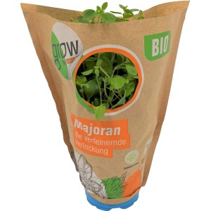 Bio Majoran im Topf von Grow by OBI, ca. 13 cm Topfgröße. Küchenkräuter für aromatische Gerichte.
