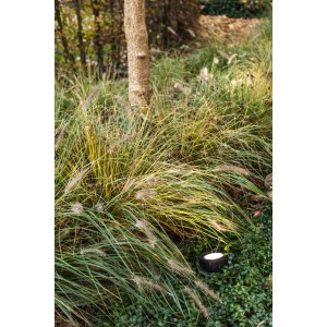 Lutec LED Bodeneinbaustrahler Arctic, schwenkbar, im Garten zwischen Pflanzen.