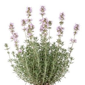 Deutscher Winterthymian Pflanze mit grünen Blättern und kleinen lila Blüten. Aromatische Kräuterpflanze.