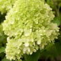 Nahaufnahme der cremeweißen Blüte der Rispenhortensie Limelight. Blühende Zimmerpflanze.