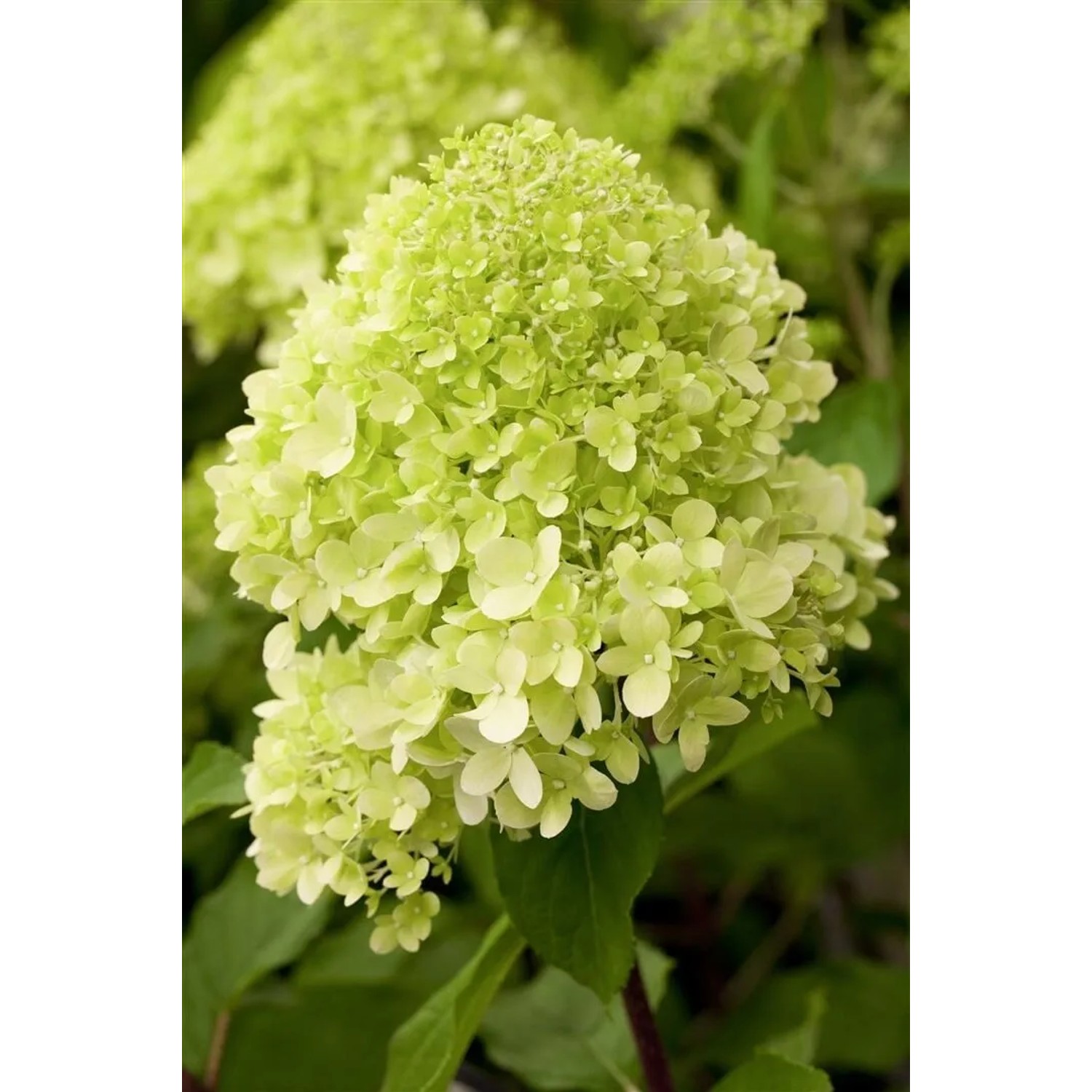 Nahaufnahme der cremeweißen Blüte der Rispenhortensie Limelight. Blühende Zimmerpflanze.