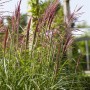Chinaschilf 'Rotsilber' im Garten: Ziergras mit rot-silbernen Blütenständen im Spätsommer.
