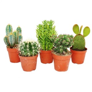 Set aus 5 verschiedenen, mittelgroßen Kakteen im Topf (8,5cm), ca. 12-18cm hoch.