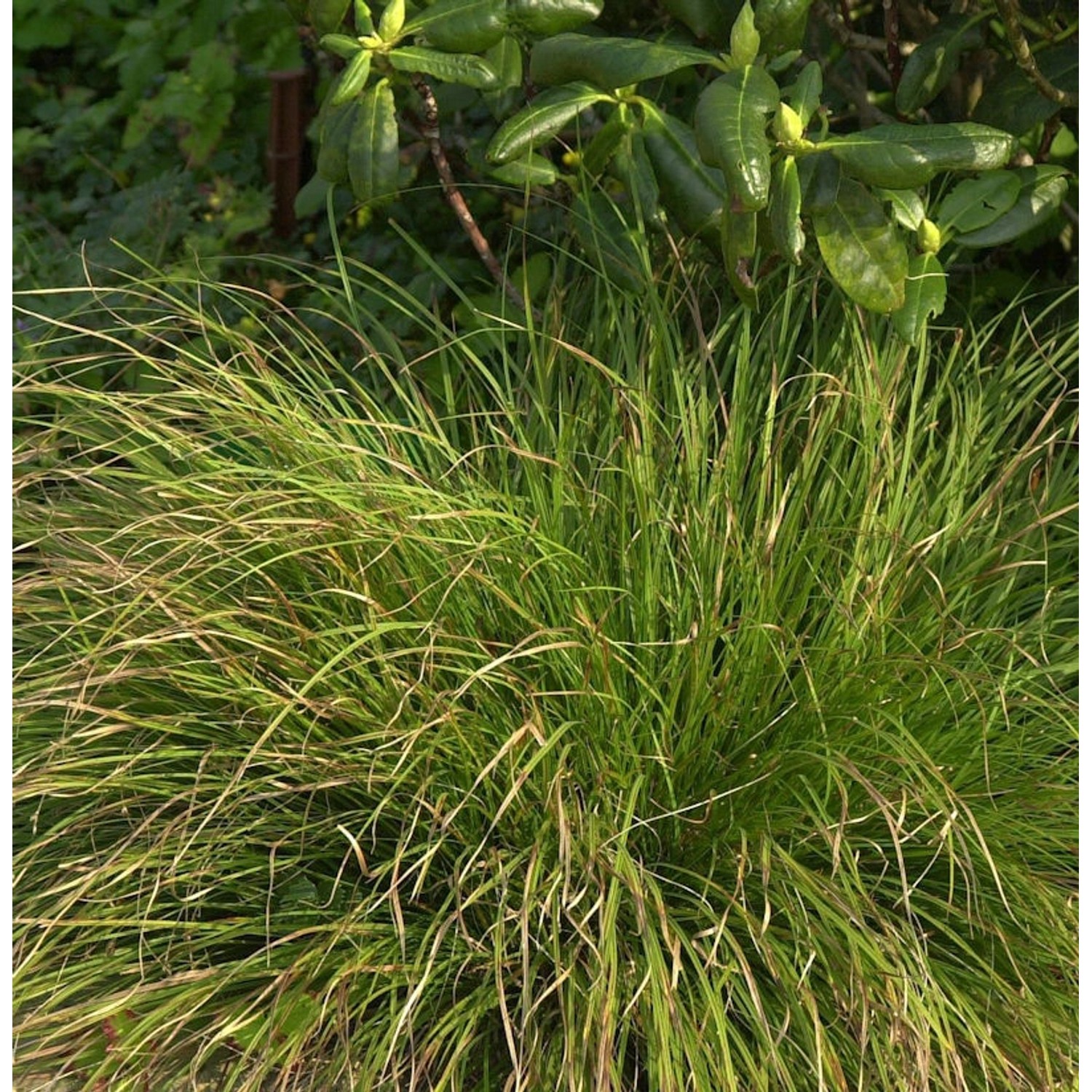 Garten-Segge Phoenix Green - Carex howardii günstig online kaufen