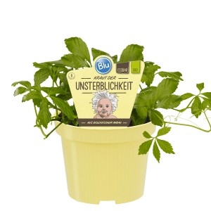 Blu Bio-Fünfblättriges Heilkraut im Topf (Ø 12cm). Kraut der Unsterblichkeit, essbar und aus Bio-Anbau.