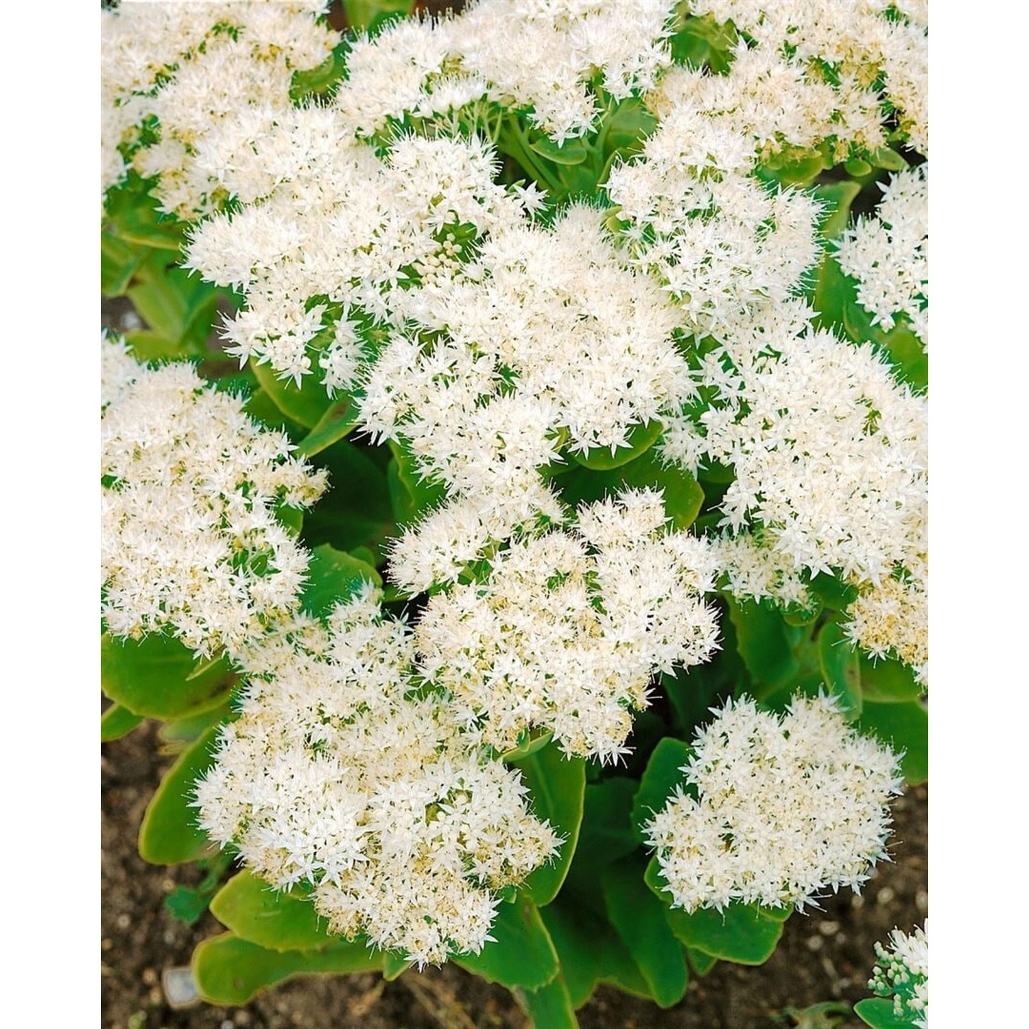 Sedum Spectabile Iceberg Fetthenne Ca. 9x9 cm Topf günstig online kaufen