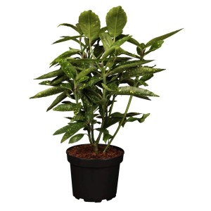 Japanische Aukube 'Variegata' im Topf: Bunter Strauch mit gelb gesprenkelten Blättern, 50–60 cm hoch.