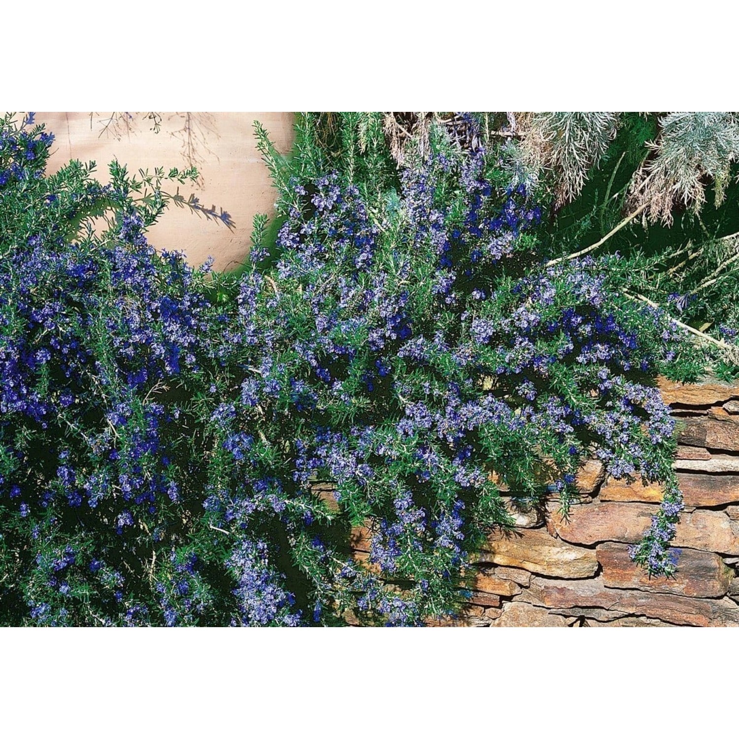 Rosmarinus Officinalis Corsican Blue Rosmarin Blau Ca. 9x9 cm Topf günstig online kaufen