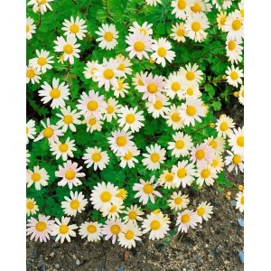 Schwefelgelbe Gartenchrysantheme (Chrysanthemum Arcticum) im Topf, ideal für Beet und Kübel.