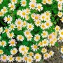 Schwefelgelbe Gartenchrysantheme (Chrysanthemum Arcticum) im Topf, ideal für Beet und Kübel.