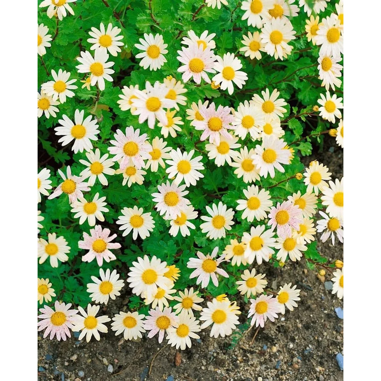 Schwefelgelbe Gartenchrysantheme (Chrysanthemum Arcticum) im Topf, ideal für Beet und Kübel.