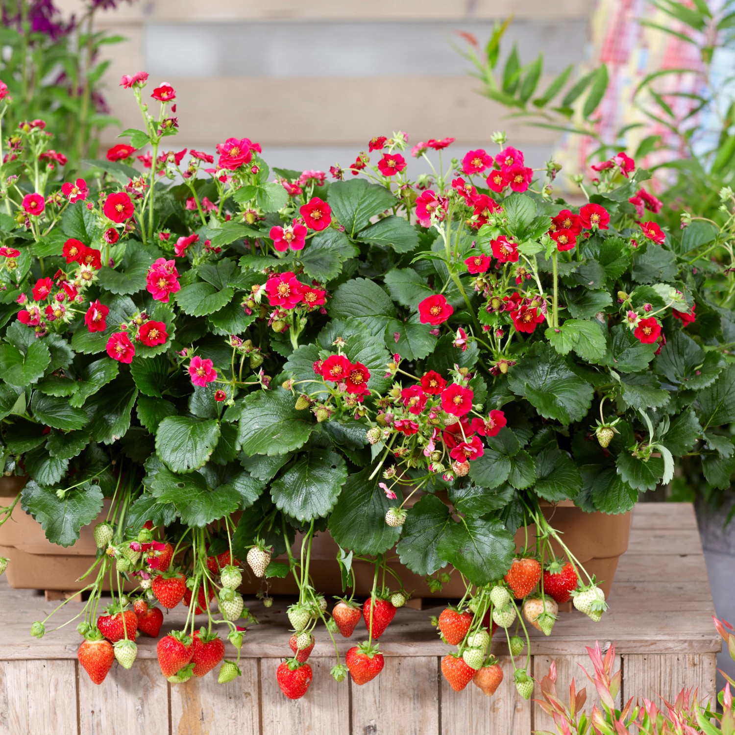 Blu Rosen-Erdbeere Summer Breeze Red im Topf: Erdbeerpflanze mit roten Blüten und reifen Erdbeeren.