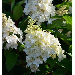 Rispenhortensie 'Candle Light' als Hochstamm, ca. 80-100cm hoch, mit weißen Blüten.