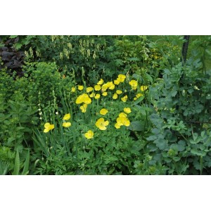 Leuchtend gelber Waldmohn (Meconopsis cambrica) im 9x9 cm Topf, ideal für schattige Gärten.