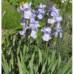 Blühende Schwertlilie 'Frost und Flamme' mit hellblauen Blüten im Gartenbeet.