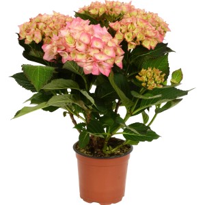 Zimmerhortensie mit rosa Blüten im Topf, ca. 30 cm hoch. Blühende Hydrangea für Innenräume.