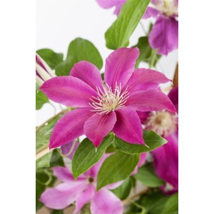 Nahaufnahme der rosa Blüte der Clematis 'Comtesse de Bouchaud', einer Kletterpflanze.