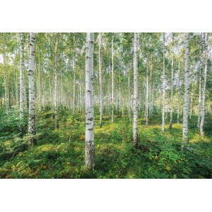 Komar Fototapete Sunny Day: Birkenwald mit grüner Vegetation, ideal für Kinder- und Schlafzimmer.