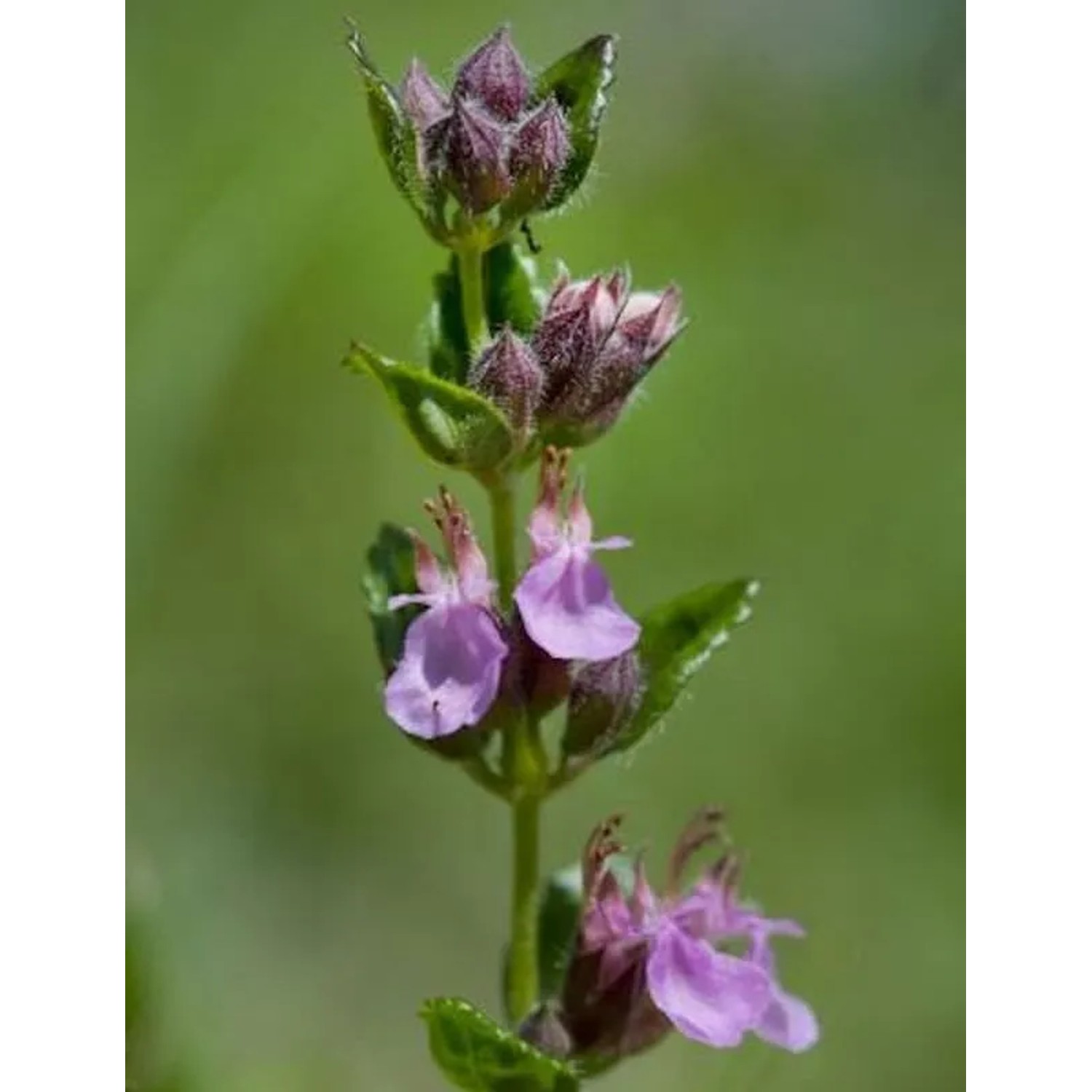Echter Gamander Wildform - Teucrium chamaedrys