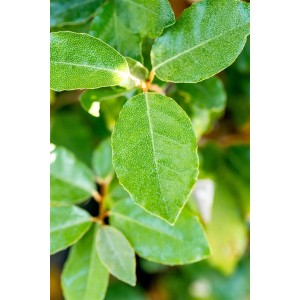 Nahaufnahme der silbergrünen Blätter der Elaeagnus ebbingei 'Compacta' Heckenpflanze.