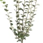 OBI Apfelquitte im Topf, ca. 120-140 cm hoch. Ideal zur Verarbeitung von Gelee und Saft.