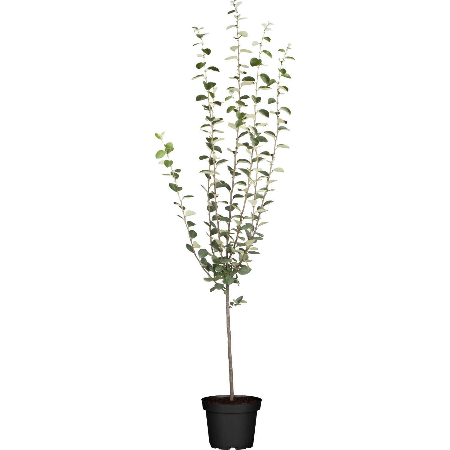 GROW by OBI Bio Apfelquitte Gelb Höhe ca. 120-140 cm Topf ca.7 l Cydonia ob günstig online kaufen