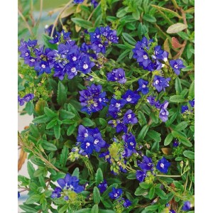 Blauer Ehrenpreis 'Nestor' (Veronica prostrata) im 9x9 cm Topf, ideal als Bodendecker.