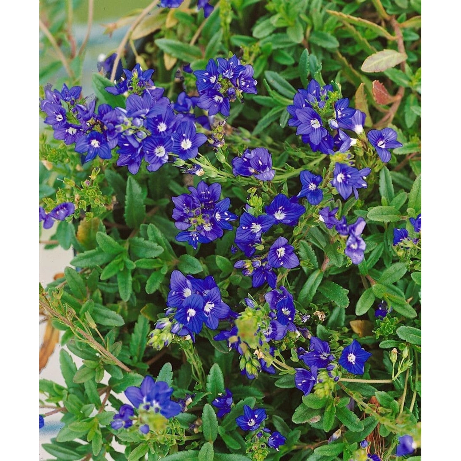 Veronica Prostrata Nestor Ehrenpreis Blau Ca. 9x9 cm Topf günstig online kaufen