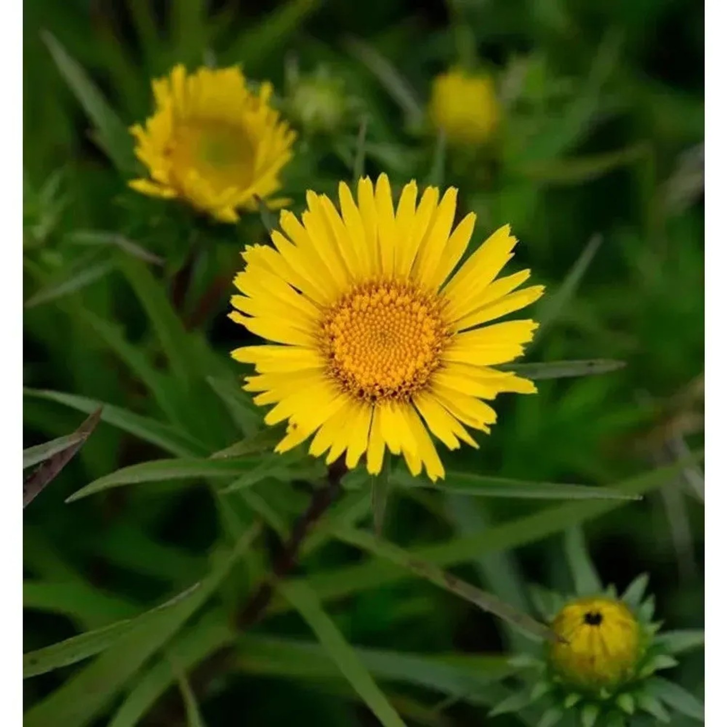 Zwergalant - Inula enisfolia