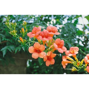 Orange Trompetenblume 'Madame Galen' (Campsis), Kletterpflanze mit üppigen Blüten.