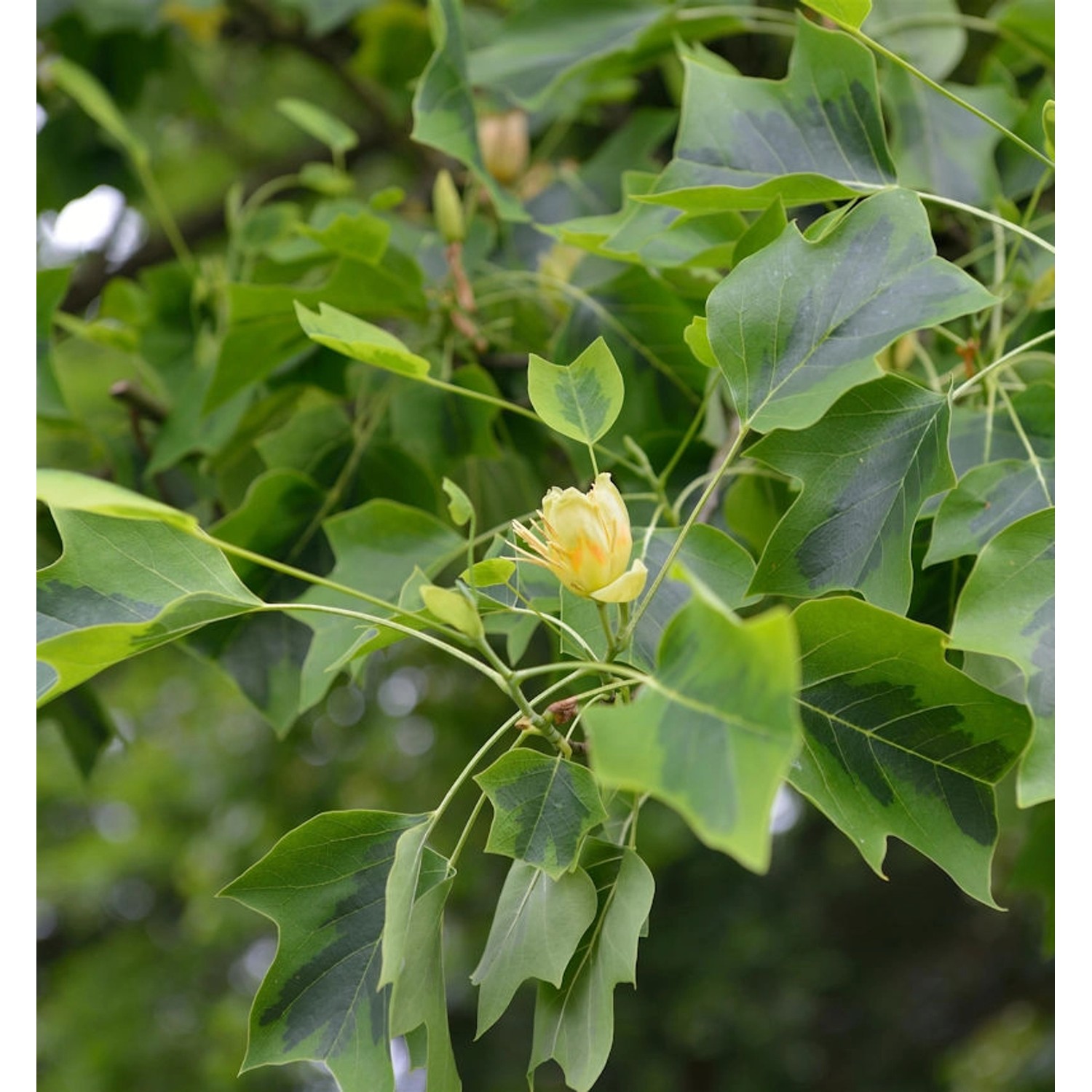 Amerikanischer Tulpenbaum Aureomarginata 60-80cm - Liriodendron tulipifera günstig online kaufen