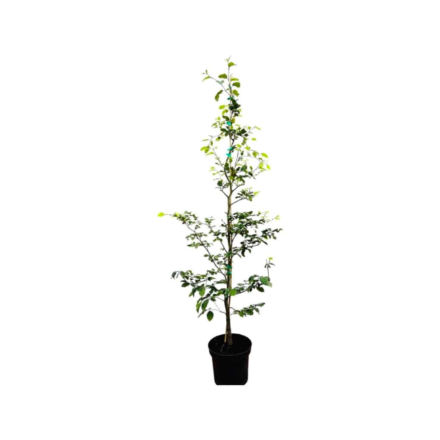 Fagus sylvatica 175-200 cm günstig online kaufen