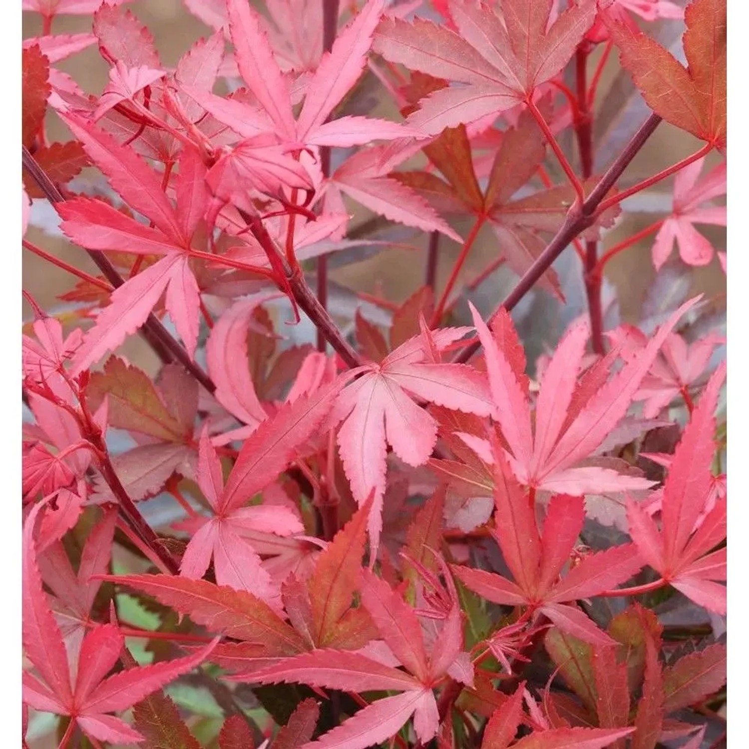 Hochstamm Zwergahorn Shaina 40-60cm - Acer palmatum