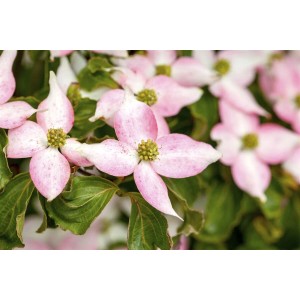 Nahaufnahme: Rosa Blüten des Cornus Kousa Blumen-Hartriegel mit grünen Blättern.