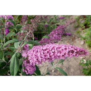 Violett blühender Schmetterlingsstrauch 'Nike' (Buddleja davidii) im Garten.