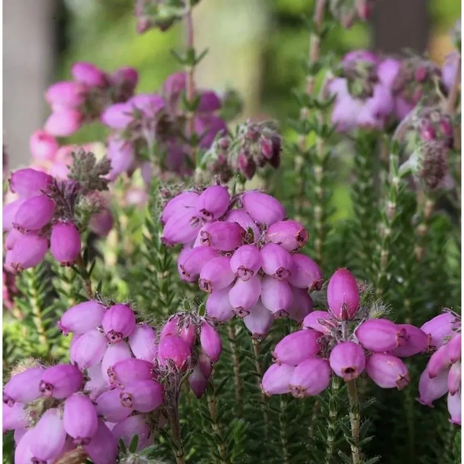 Image of 10x Glockenheide Tina - Erica tetralix
