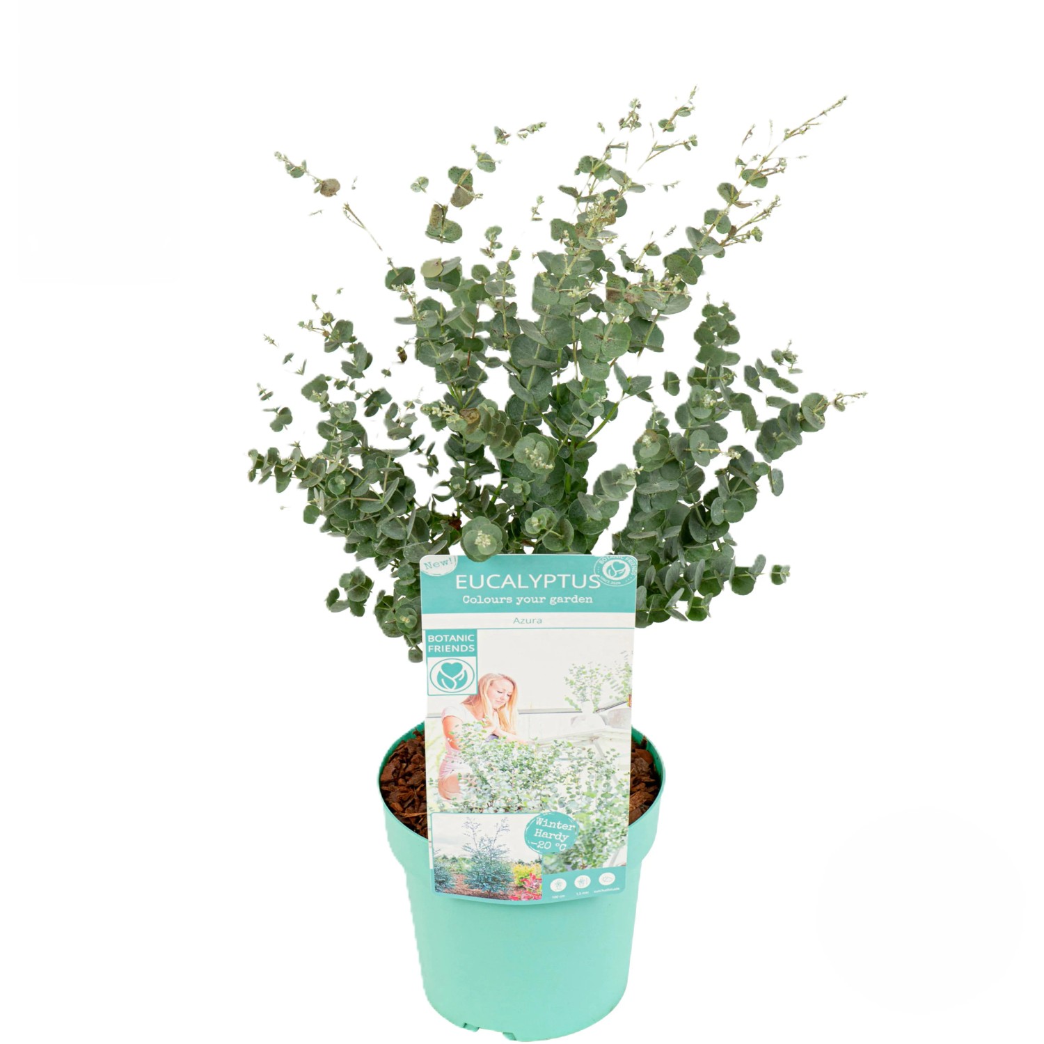 glückstaler ufopflanze Ufopflanze | Pilea peperomioides main image 1