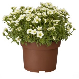 Moossteinbrech im Topf, weiße Blüten, Topf-Ø ca. 12 cm, für Gruppenbepflanzung.