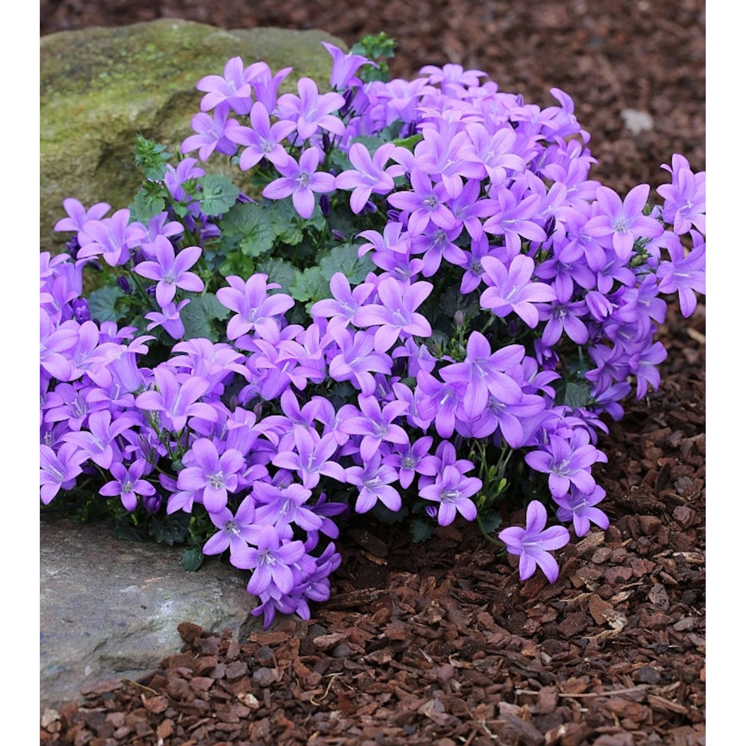 Teppich Glockenblume - Campanula portenschlagiana günstig online kaufen