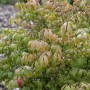 Flügel-Spindelstrauch 'Compactus', 80 cm Stammhöhe, grüne und rote Blätter im Herbst.