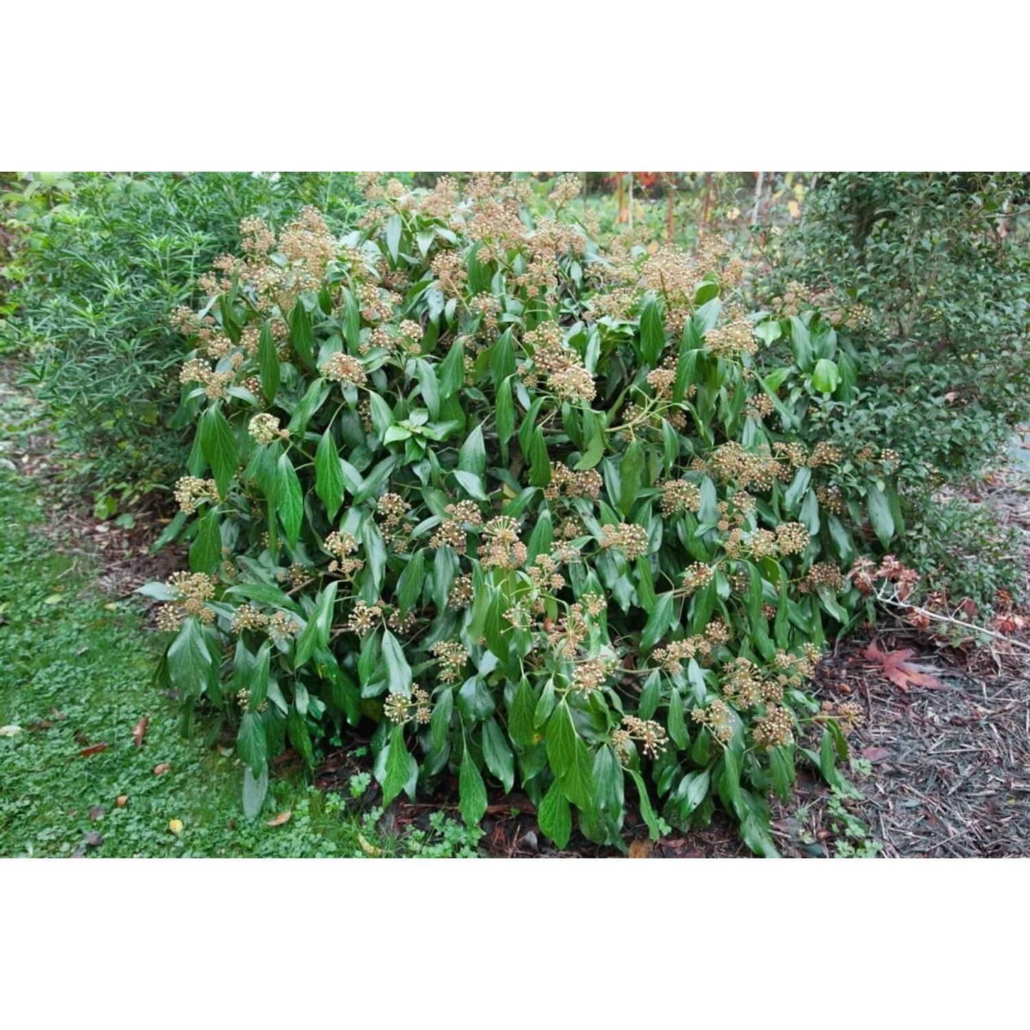 Hedera Colchica Persischer Efeu 60–100 cm günstig online kaufen