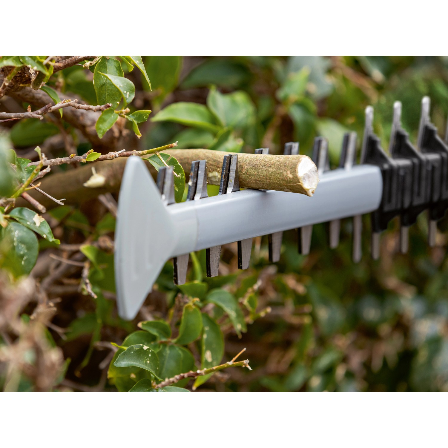 Bosch Professional AkkuHeckenschere GHE 18V60 Solo bei OBI