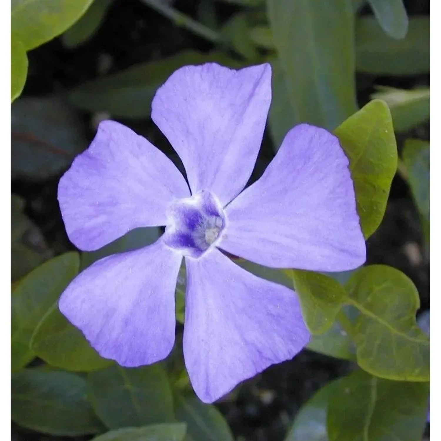 10x Kleinblättriges Immergrün - Vinca minor