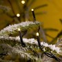 Konstsmide Micro LED Lichterkette mit 40 warm-weißen Dioden auf einem schneebedeckten Ast.