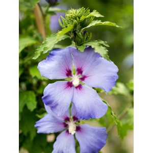 Blauer Hibiskus Hawaii mit lavendelfarbenen Blüten und roter Mitte im Detail.