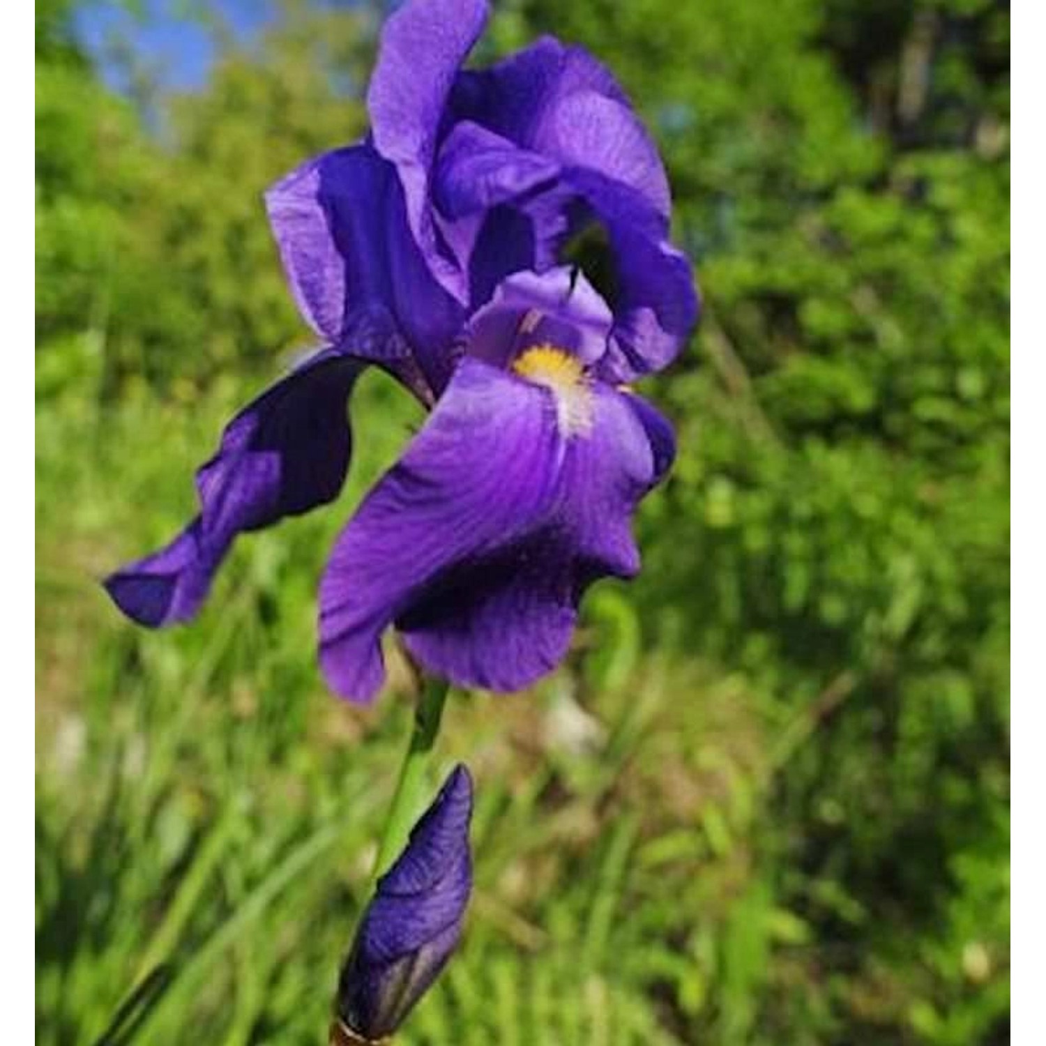 Bleiche Schwertlilie - Iris pallida günstig online kaufen