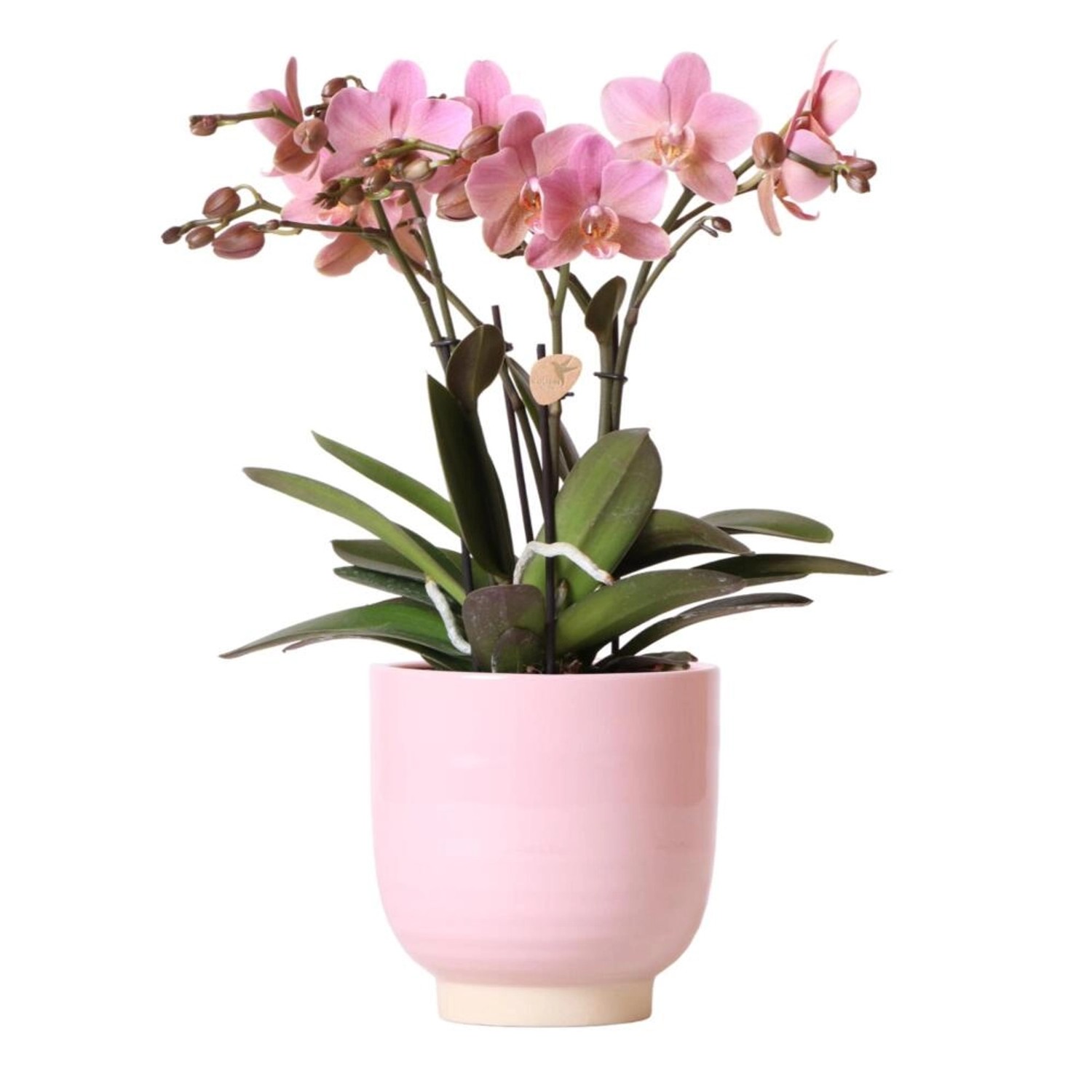 Kolibri Orchids AltRosa Phalaenopsis Orchidee Jewel Treviso in Rosa glasiertem Topf Topfgröße 12cm