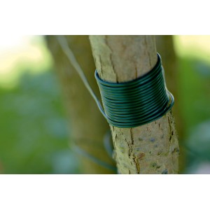 Dunkelgrünes Kunststoff-Bindeband (25m) um einen Baumstamm gewickelt.